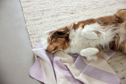 Palopa Hundedecke M - Ida Streifen Lila