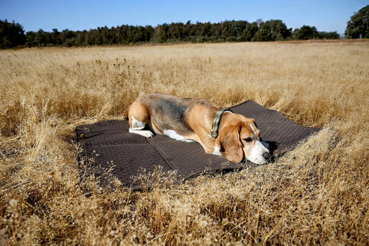 Palopa Hundemattentasche - Nobo Anthrazit