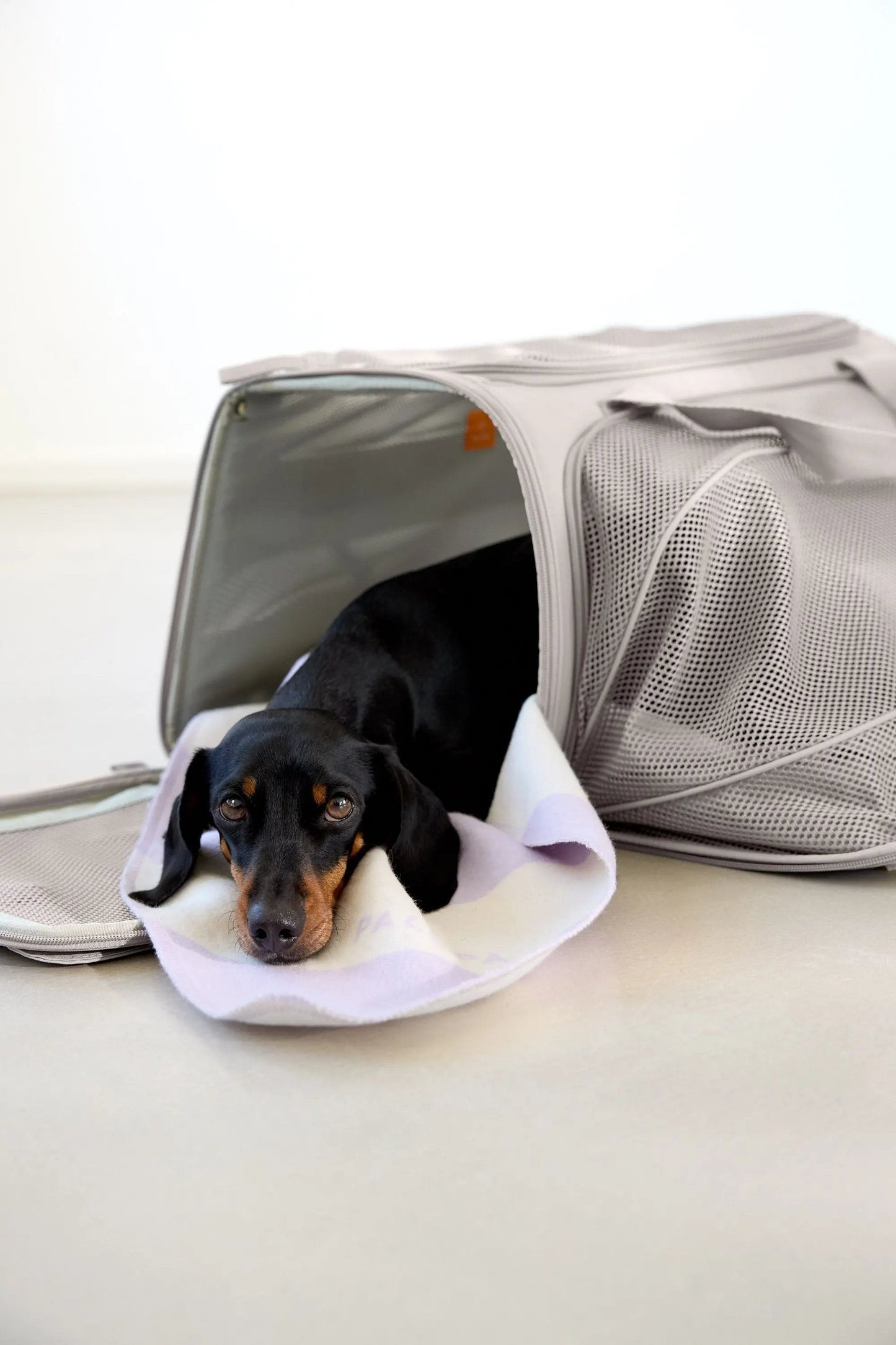 Palopa Hundetragetasche - Benno Taupe