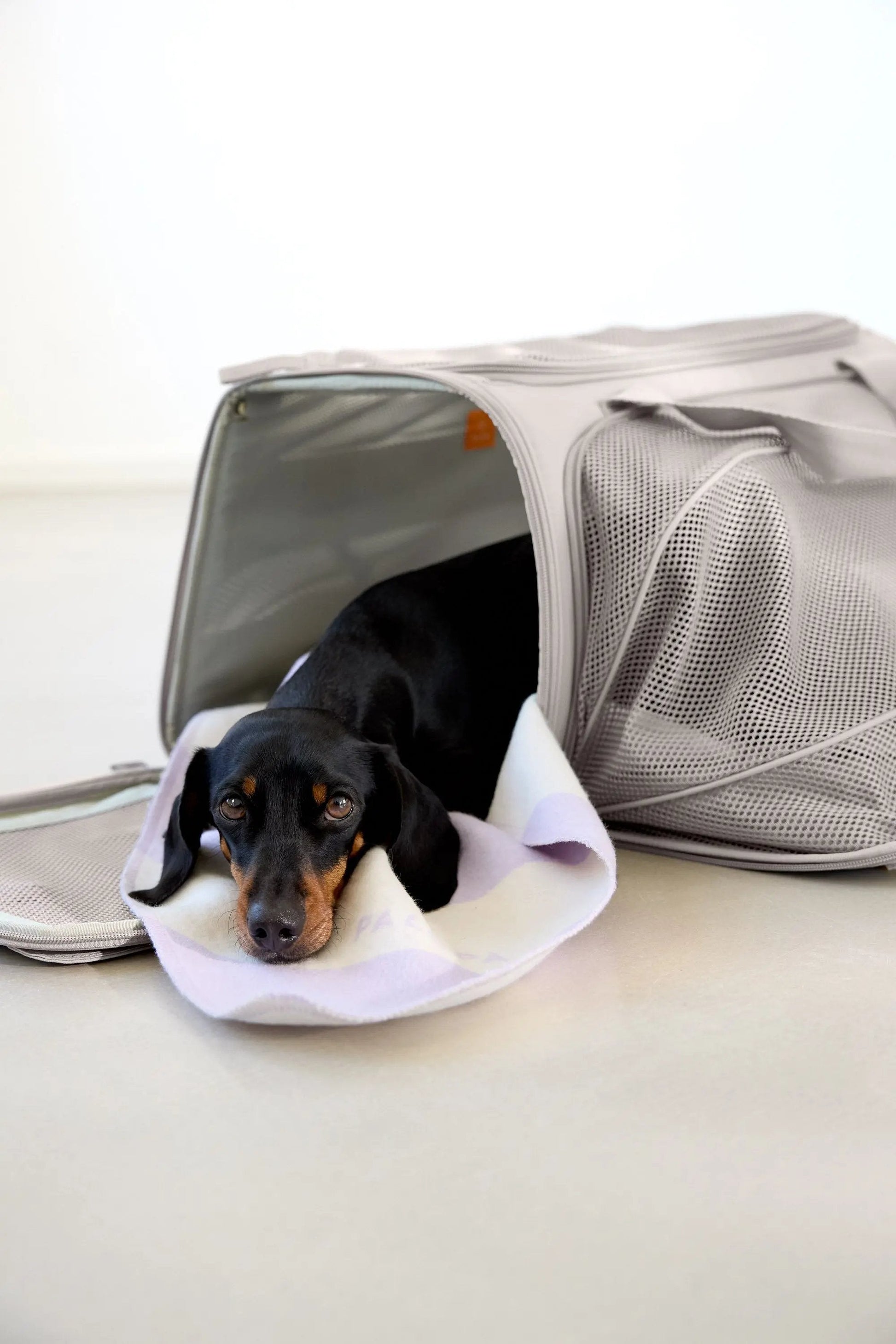 Palopa Hundetragetasche - Benno Taupe