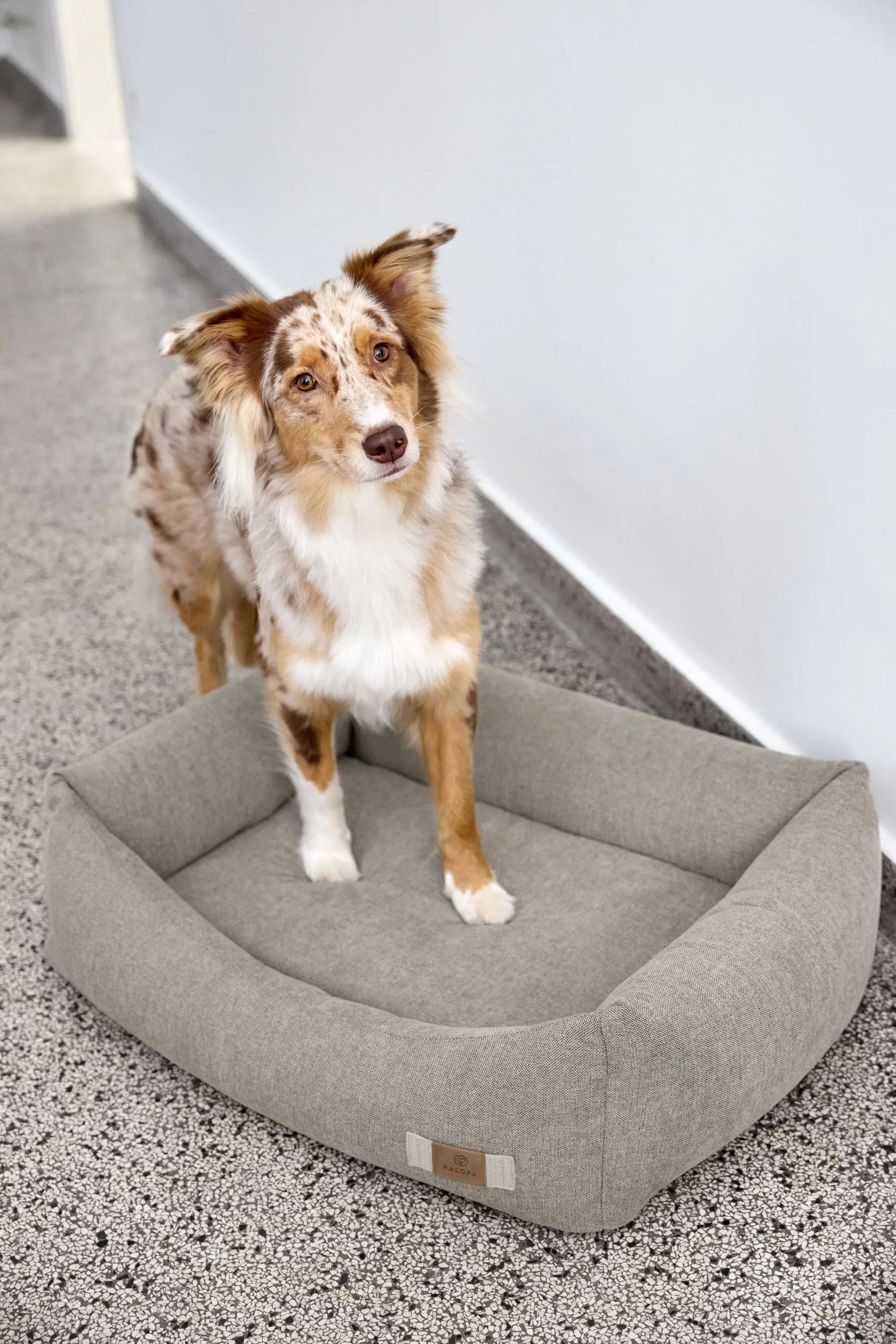 Palopa Hundebett Baumwolle - Fred Grau