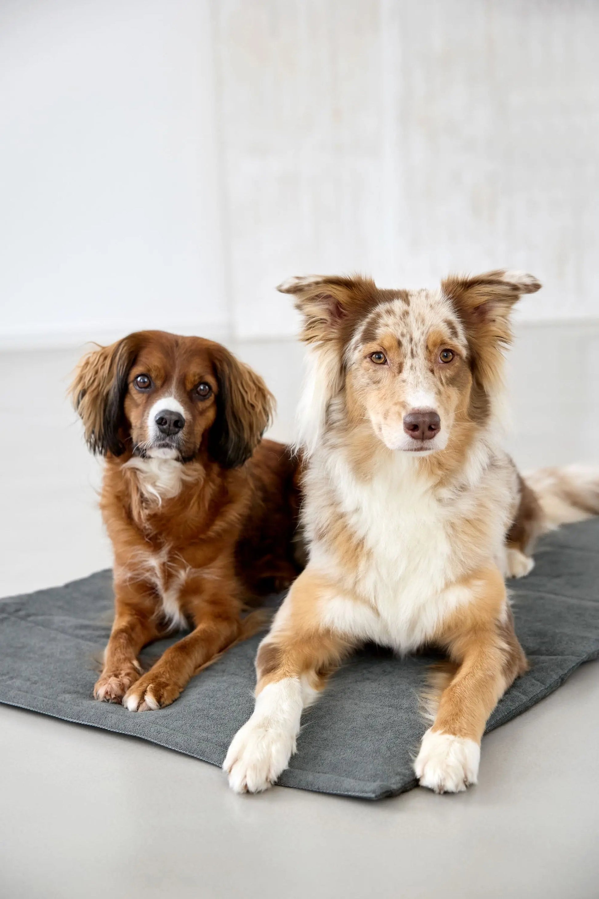 Palopa Hundematte - Alma Dunkelgrau