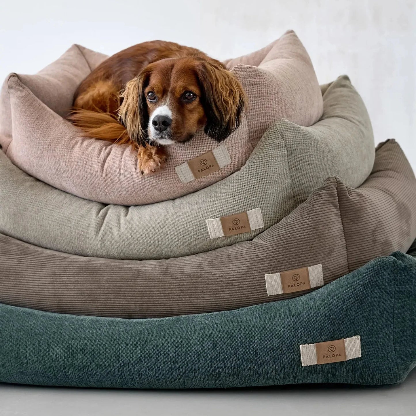Hund liegt im PALOPA Hundebett Cord Fred Grau
